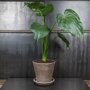 Alocasia 'Cucullata' in pot